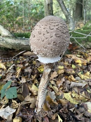 Chlorophyllum rhacodes