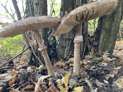 Chlorophyllum rhacodes