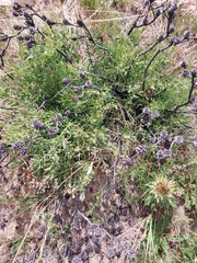 Leucadendron lanigerum lanigerum