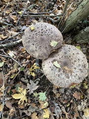 Chlorophyllum rhacodes