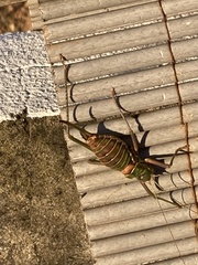 Steropleurus pseudolus