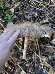 Chlorophyllum rhacodes