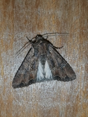 Mniotype occidentalis