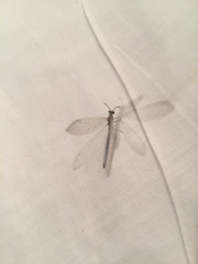 Myrmeleon formicarius