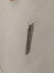 Myrmeleon formicarius