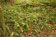 Blechnum punctulatum