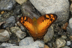 Vagrans sinha