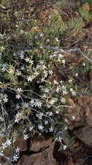 Pachypodium succulentum