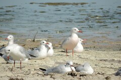 Chroicocephalus genei