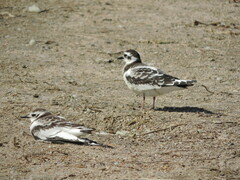 Hydrocoloeus minutus