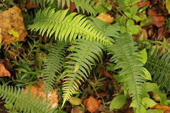 Blechnum punctulatum