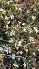 Pachypodium succulentum