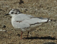 Hydrocoloeus minutus