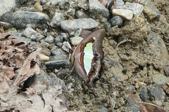 Polyura
