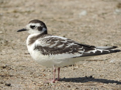 Hydrocoloeus minutus