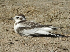 Hydrocoloeus minutus