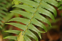Blechnum punctulatum