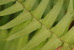 Blechnum punctulatum