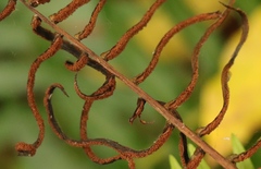Blechnum punctulatum