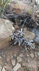 Anacampseros papyracea