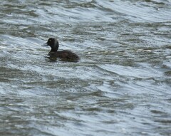 Aythya novaeseelandiae