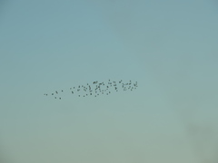 Charadrius morinellus