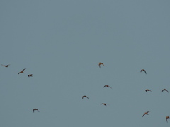 Charadrius morinellus