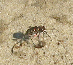 Cicindela hybrida