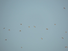 Charadrius morinellus