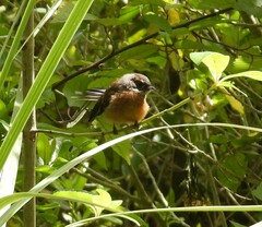 Rhipidura fuliginosa placabilis