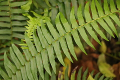 Blechnum punctulatum