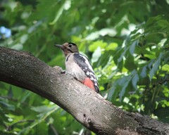 Dendrocopos syriacus