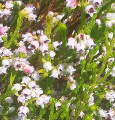 Erica margaritacea