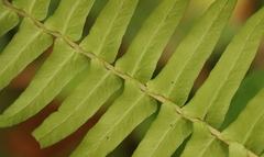 Blechnum punctulatum