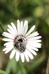 Oxythyrea marginalis