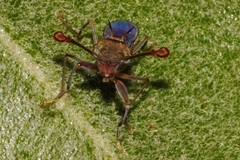 Diasemopsis