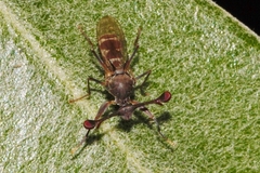 Diasemopsis