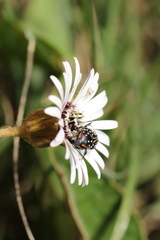 Oxythyrea marginalis