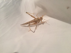 Schistocerca gregaria