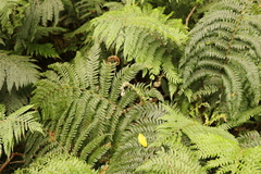Polystichum pungens
