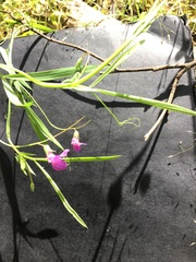 Lathyrus angulatus