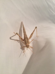 Schistocerca gregaria