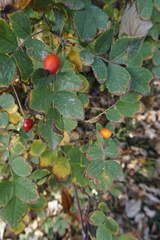Rosa corymbifera