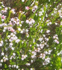 Erica margaritacea