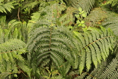 Polystichum pungens