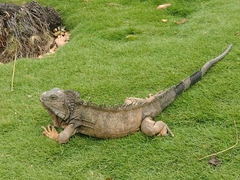 Iguana iguana