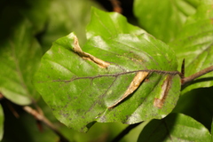 Phyllonorycter maestingella