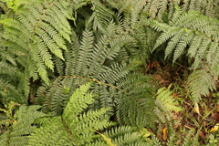 Polystichum pungens