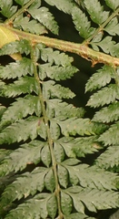 Polystichum pungens