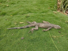 Iguana iguana
